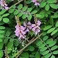 NEELI AVURI (INDIGO FERATINCTORIA)