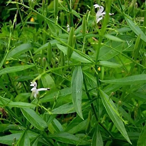 NILAVEMBU (ANDROGRAPHIS PANICULATA)